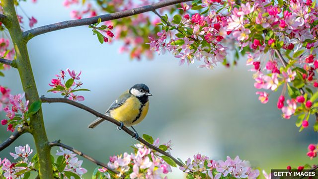 “在树上”和“在操场上”的“在”用“in”还是“on”？