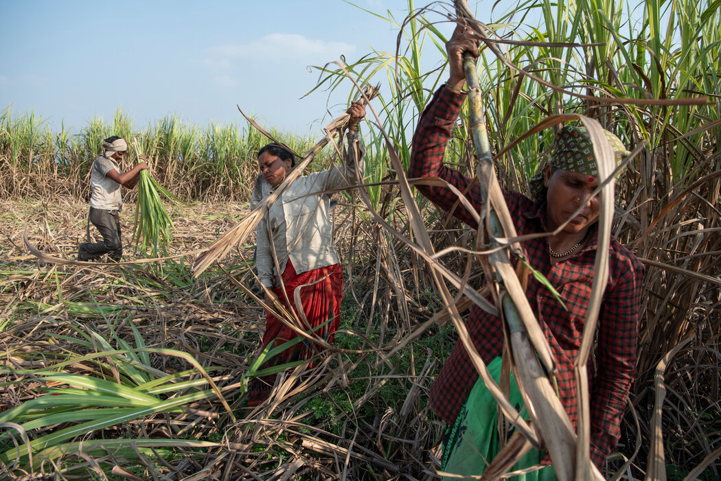 去年，印度马哈拉施特拉邦比德的工人在NSL糖业附近的甘蔗地里劳作。工厂付钱给承包商雇用田地工人。