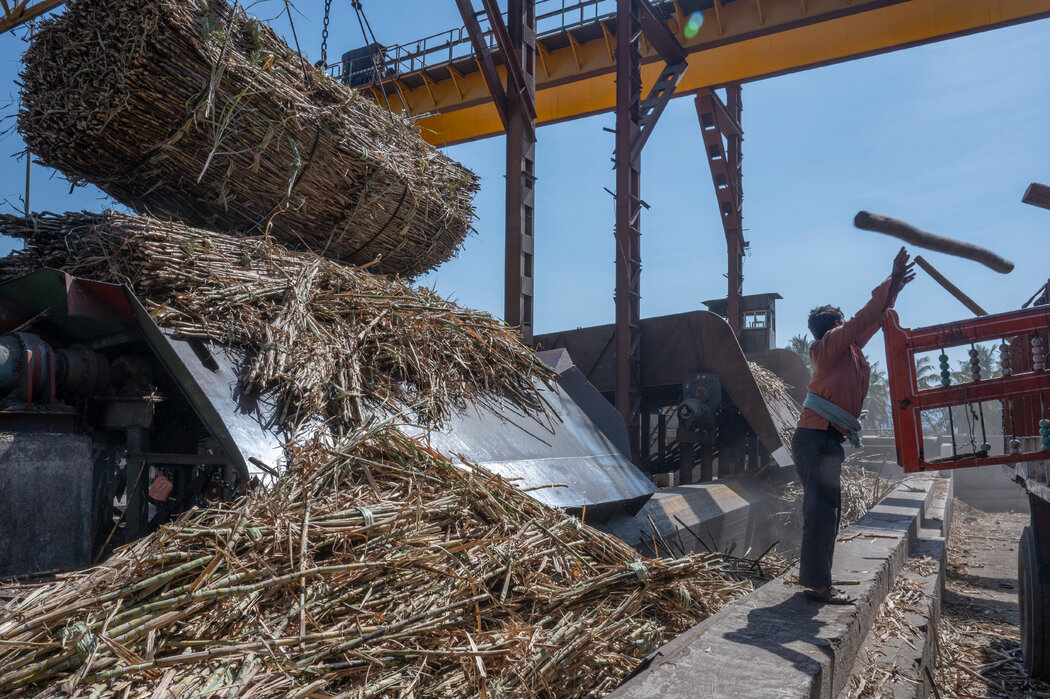 去年3月，一捆捆甘蔗被送到马哈拉施特拉邦萨塔拉地区的一家工厂进行加工。甘蔗在运输过程中会失去重量和价值，所以糖厂通常建在农场附近。